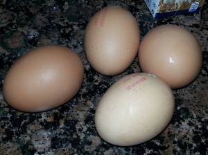 10469423_767545429957613_1749664308_o