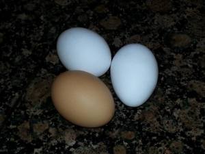 1503533_842405135804975_6314703933850431926_n