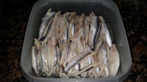 11221231_938027322909422_205420425_o